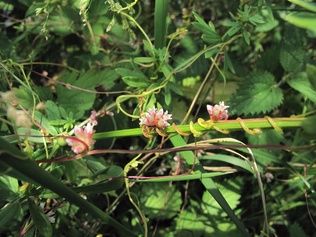Cuscuta europaea